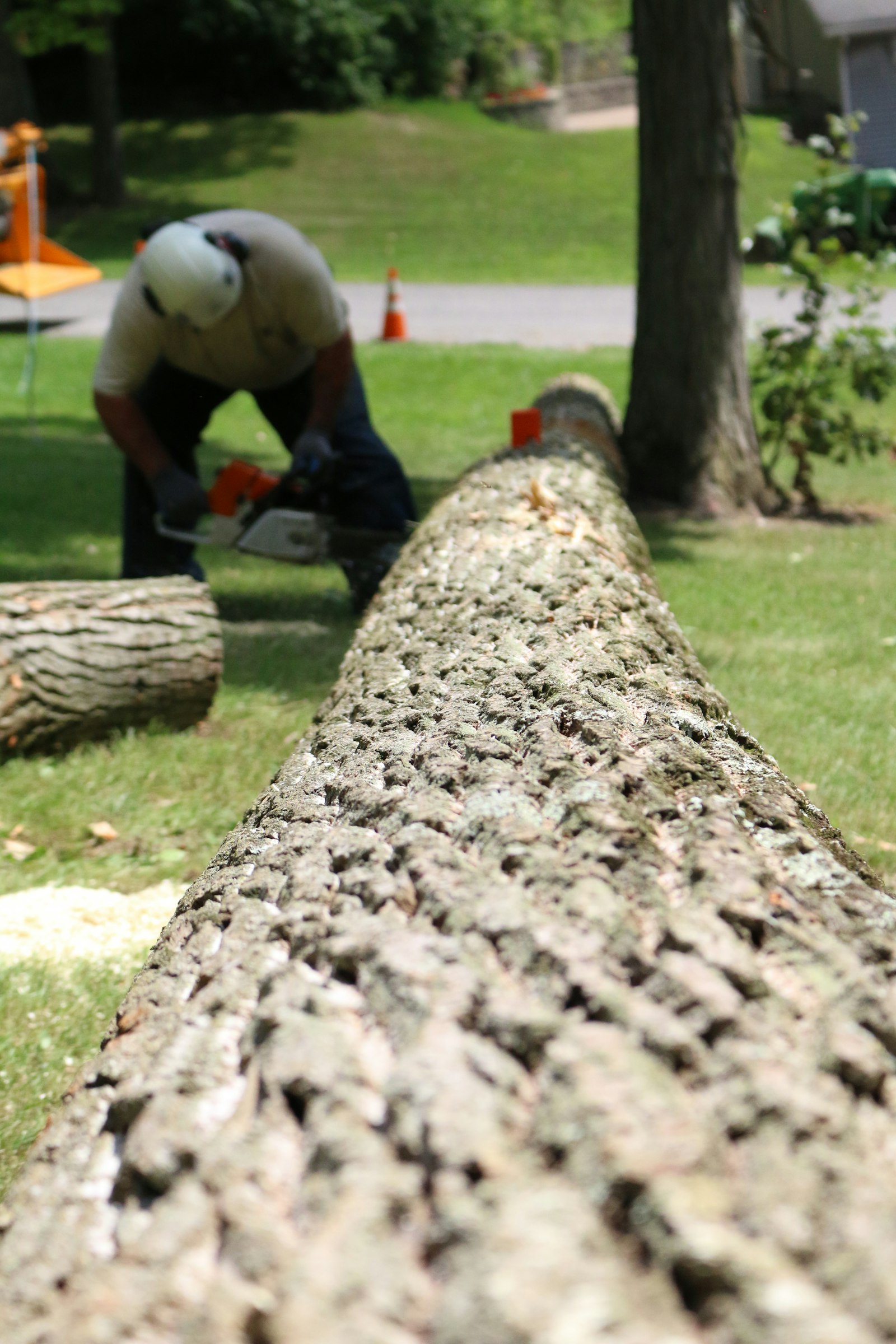 Jenkins Stump Removal