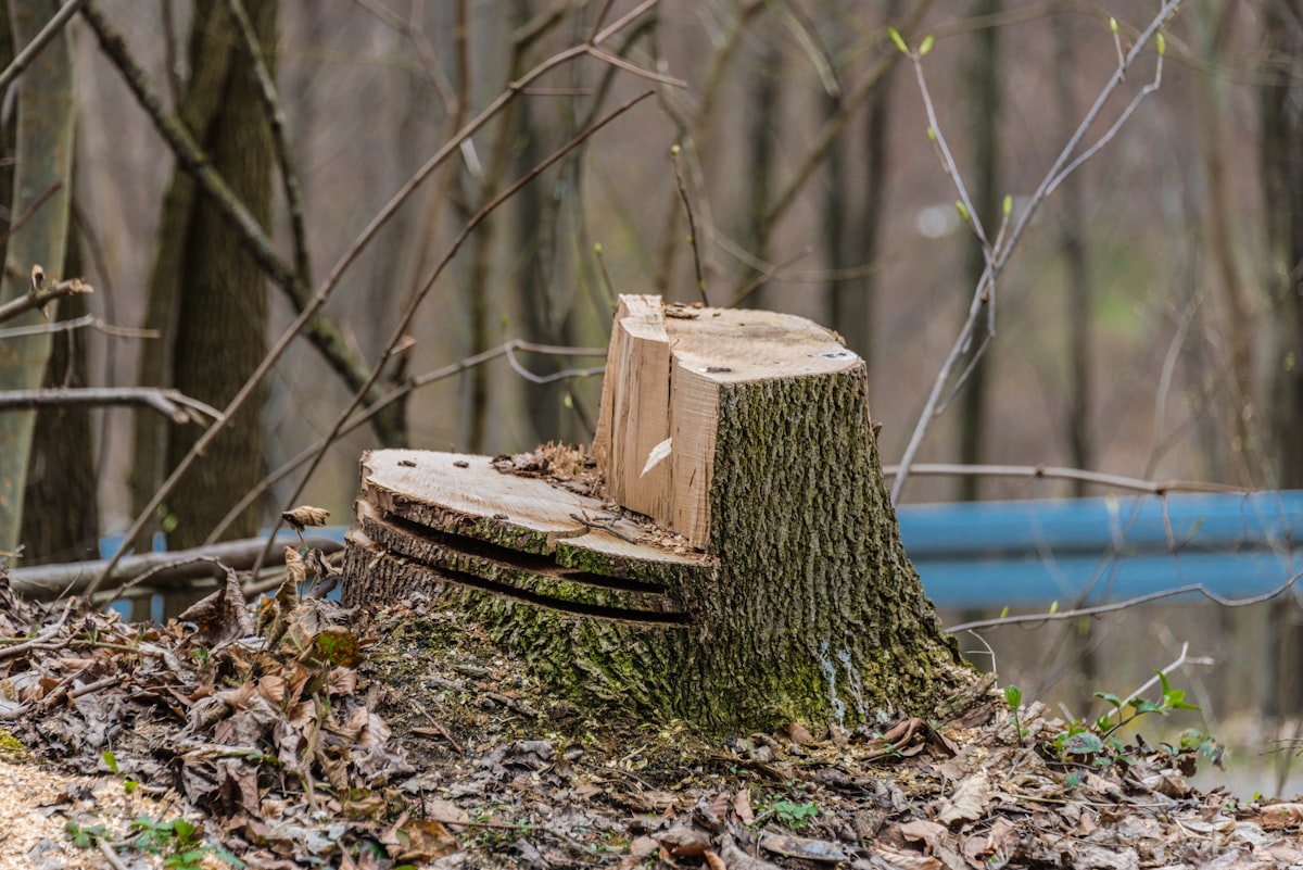 Tree Trimming